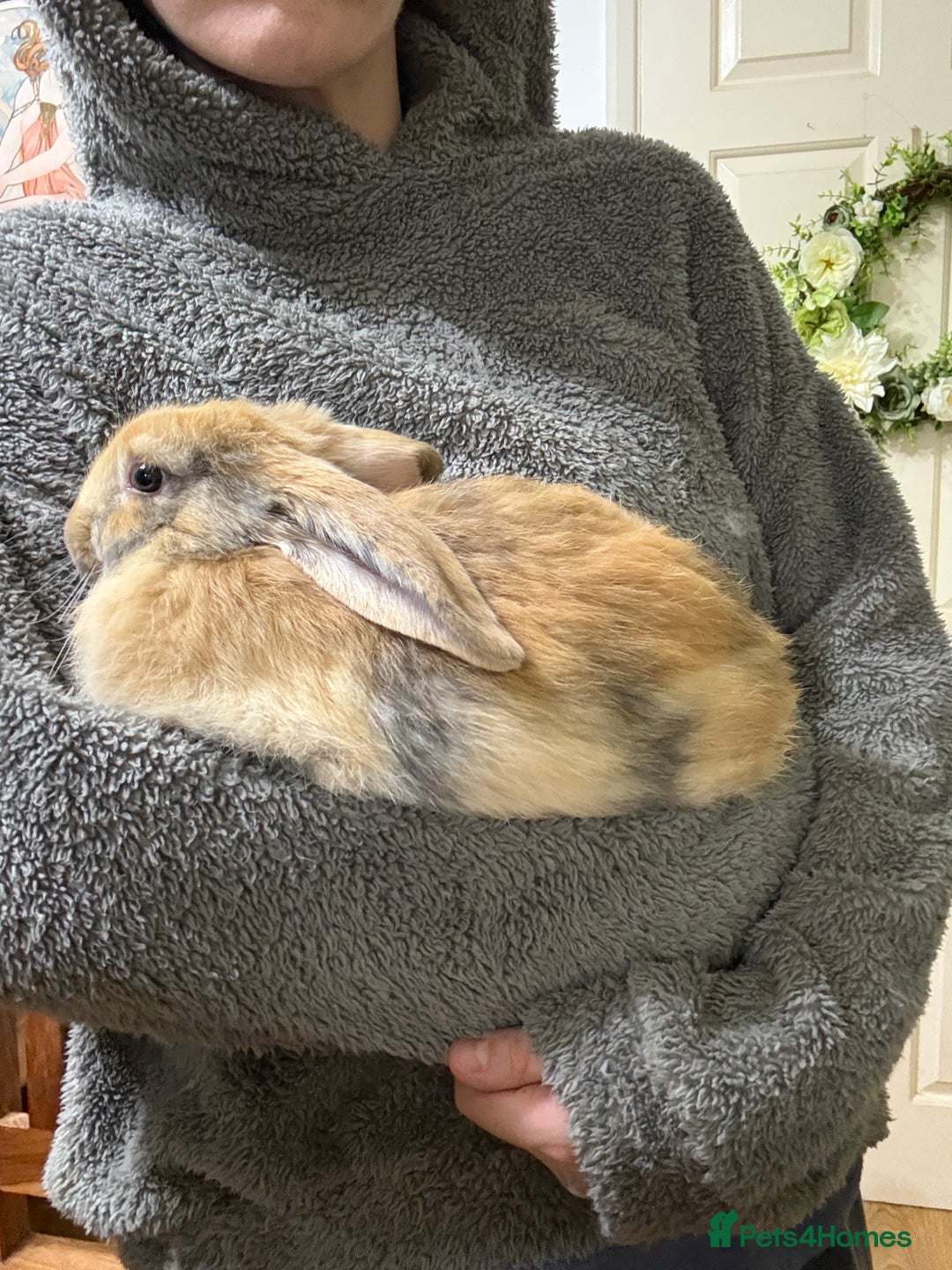 Silver Fox rabbits for sale: Spectacular Harlequin Silver Fox crosses - Image 3