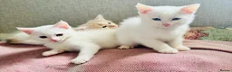 Munchkin cats for sale: Twin brothers  - Advert 5