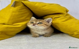 British Shorthair cats for sale: 🐾 Purebred BSH kittens🐾 - Image 1