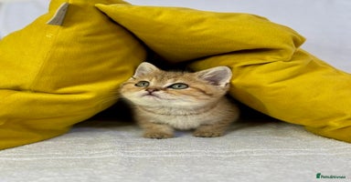 British Shorthair cats - Advert 1
