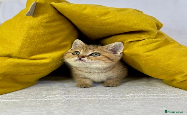 British Shorthair cats - Advert 3
