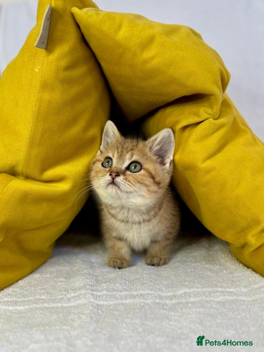 British Shorthair cats for sale: 🐾 Purebred BSH kittens🐾 - Image 1