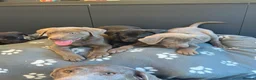 Labrador Retriever dogs for sale: Exceptional Silver & Charcoal Labrador Puppies - Advert 1