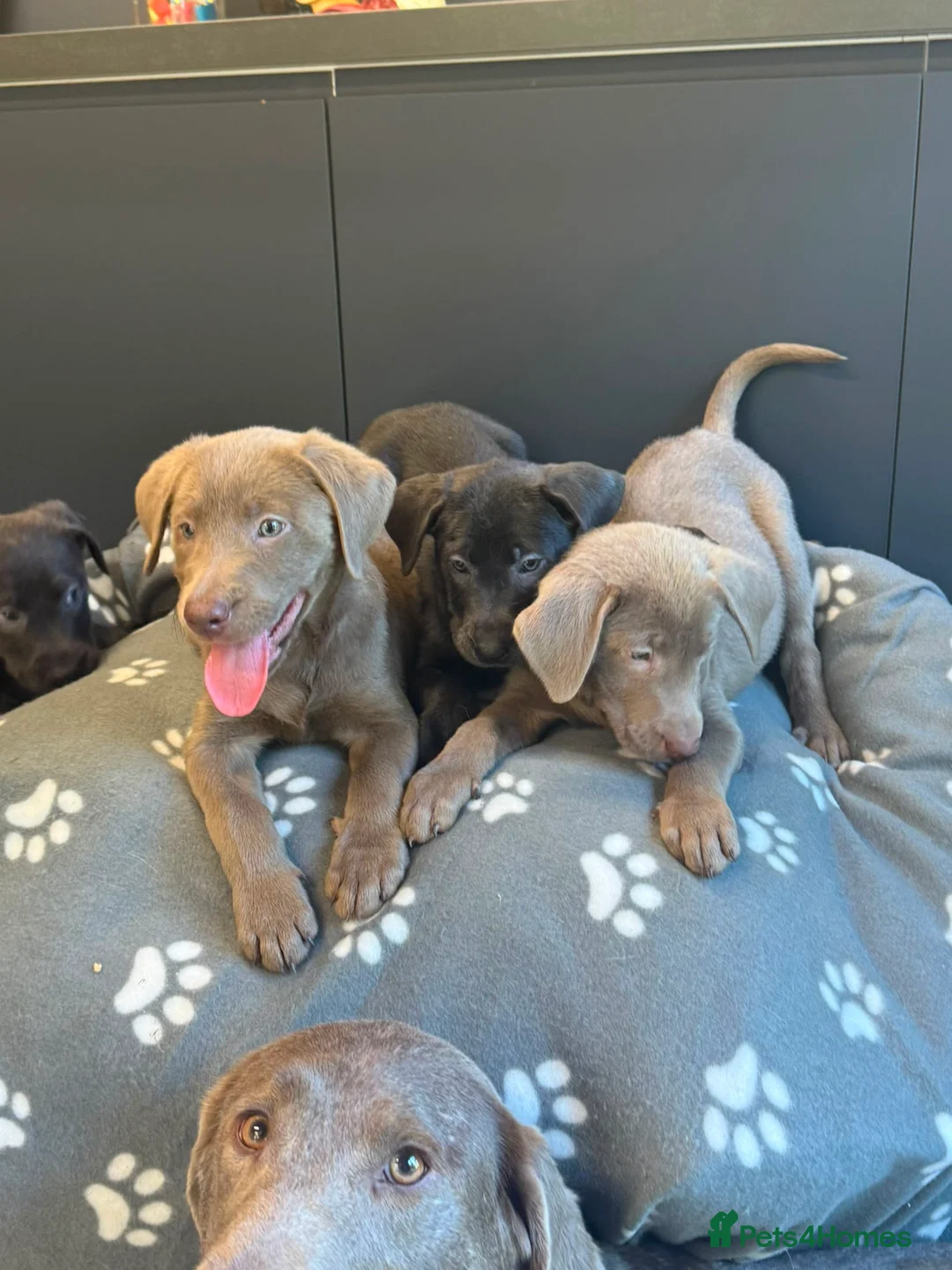 Labrador Retriever dogs for sale: Exceptional Silver & Charcoal Labrador Puppies - Advert 1