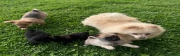 Mixed Breed dogs for sale: Lovely puggapom - Advert 2