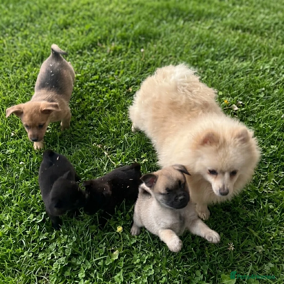 Mixed Breed dogs for sale: Lovely puggapom - Advert 2