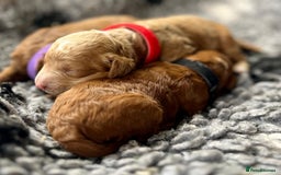 Cavapoo dogs for sale: F1b Toy cavapoo puppies extensively health tested - Image 5