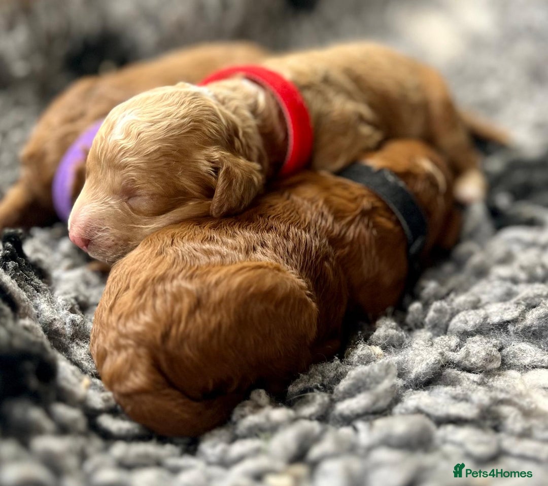Cavapoo dogs for sale: F1b Toy cavapoo puppies extensively health tested - Image 5