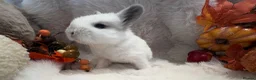 Rex rabbits for sale: Rex x Netherland dwarf  - Advert 31