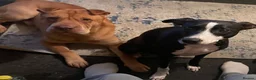 Mixed Breed dogs for sale: Shar Pei x Saluki Staff in Washington - Advert 6