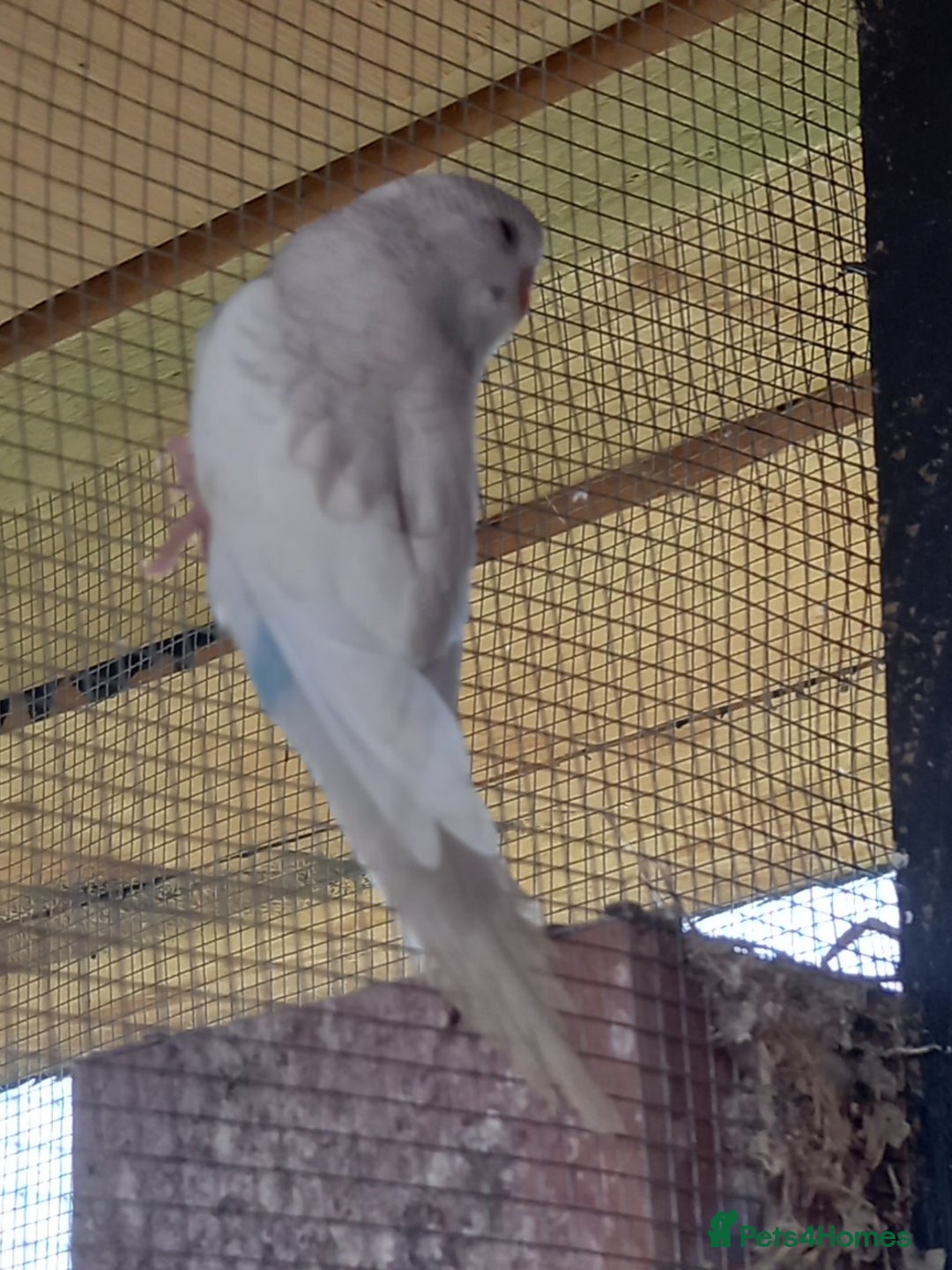 Budgerigars birds for sale: Stunning clear wing baby budgies.  - Image 8