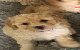 Poochon dogs for sale: Poochon pups for sale - Image 14