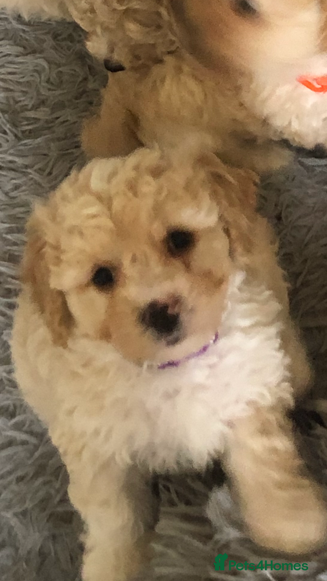 Poochon dogs for sale: Poochon pups for sale - Image 14