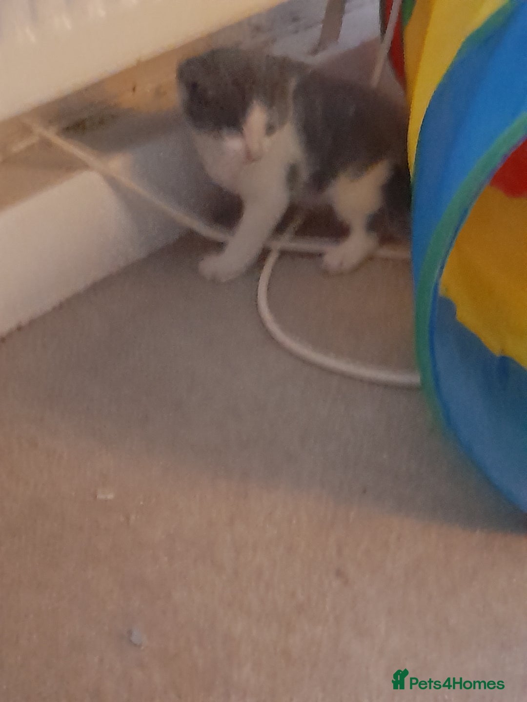 Mixed Breed cats for sale: Little fluff balls  - Advert 1