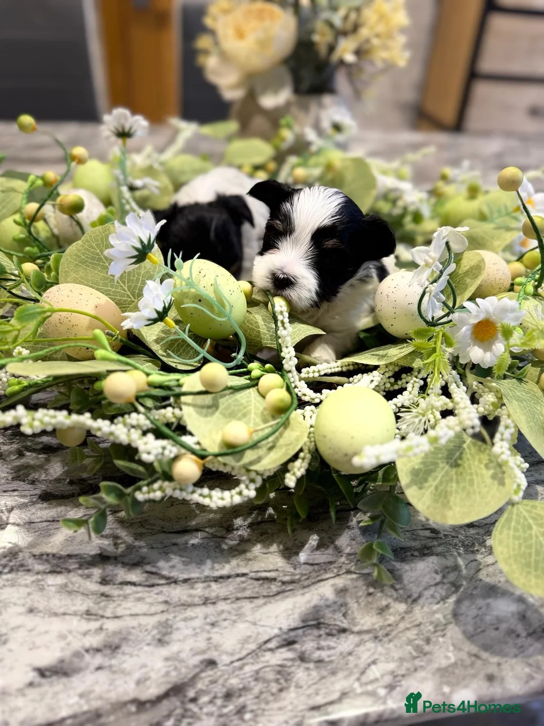 Biewer Terrier dogs for sale: Biewer Terrier  - Advert 21