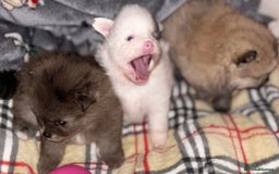 Pomeranian dogs for sale: ✨🐶SPECIAL SMALL SKY🩵BLUE 👀 POMS🐶✨ - Image 10