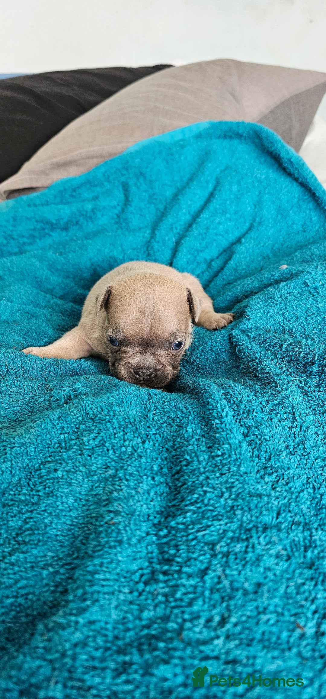 French Bulldog dogs for sale: 4 KC REG FRENCH BULLDOGS  - Image 3