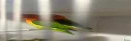 Lovebirds birds for sale: Pair of beautiful Euwing lovebirfs - Advert 2