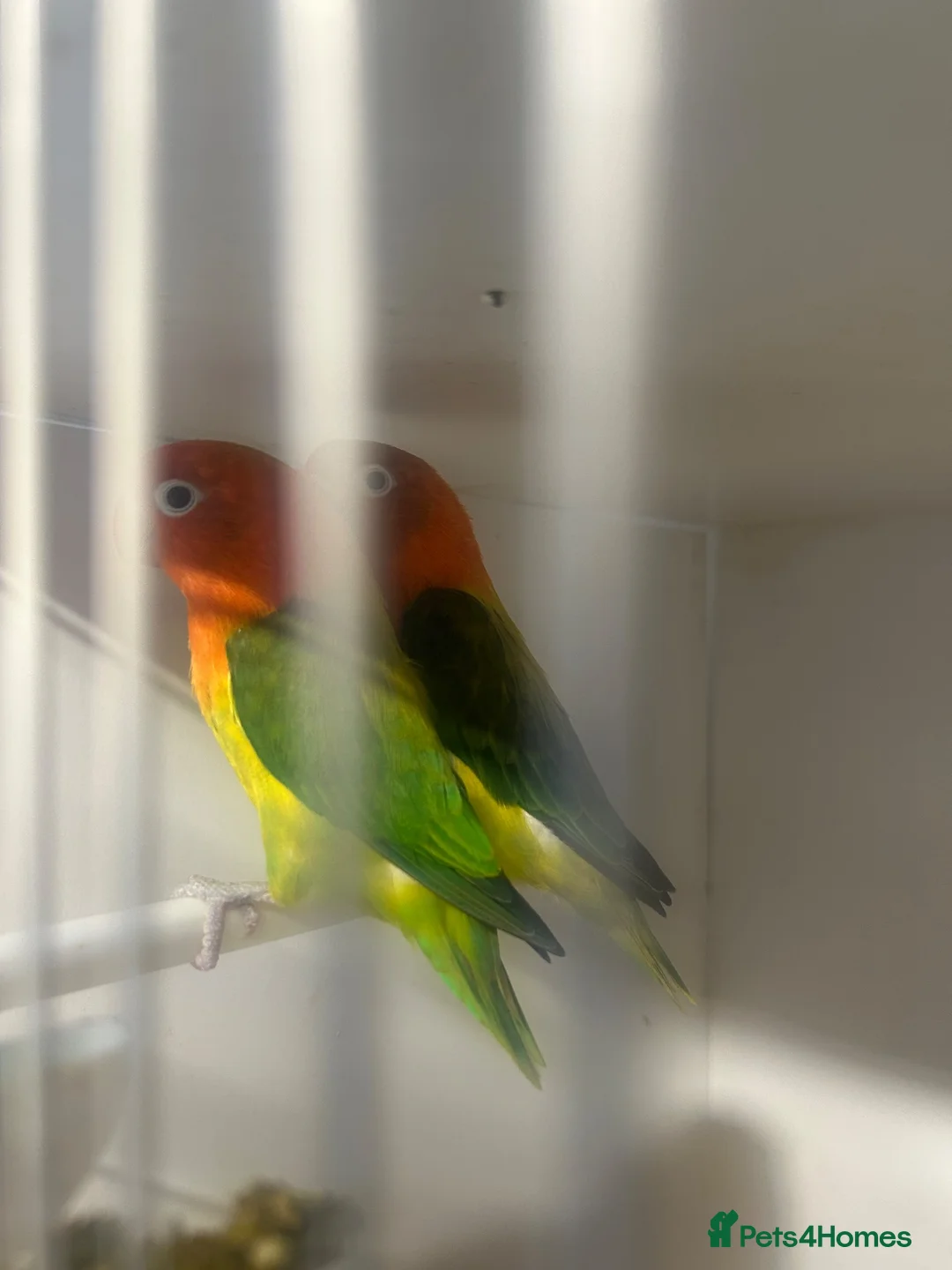 Lovebirds birds for sale: Pair of beautiful Euwing lovebirfs - Advert 2