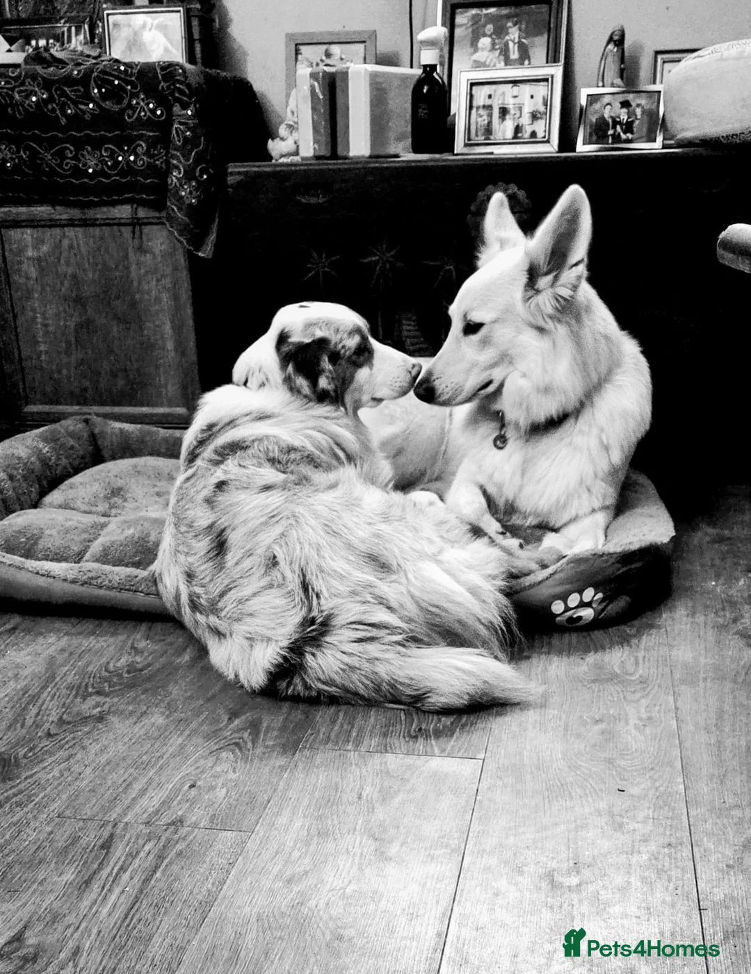 White Swiss Shepherd dogs for sale: Expected KC white Swiss shepherd litter - Advert 2