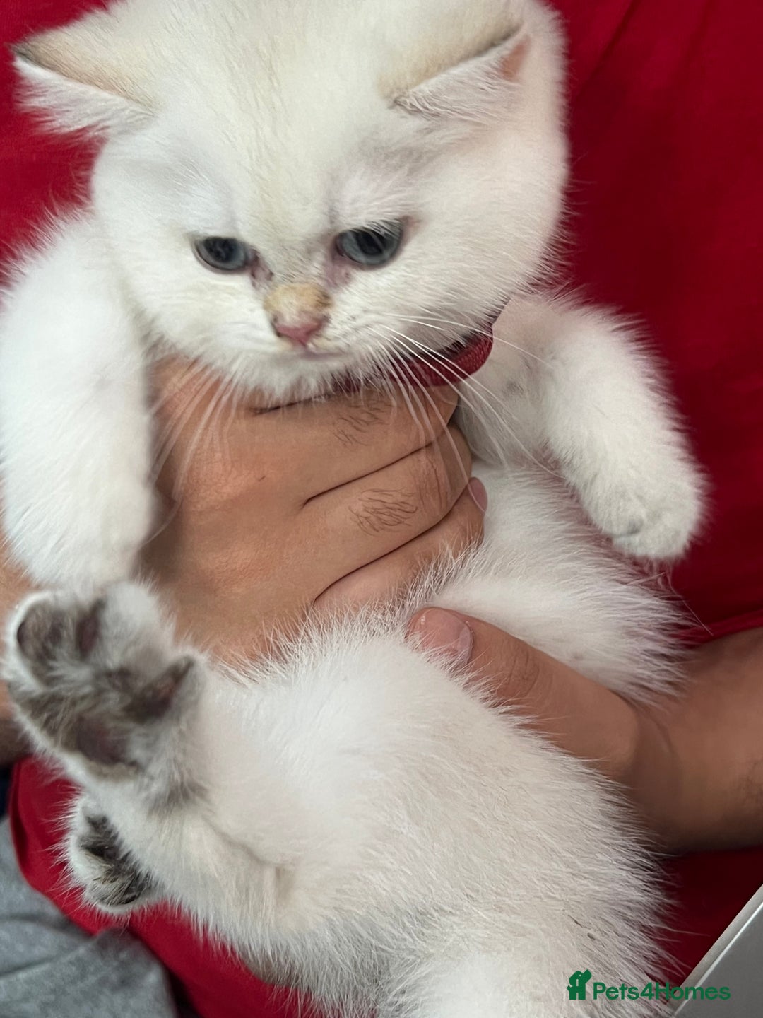 British Shorthair cats for sale: Beautiful golden white British short hair  - Image 7