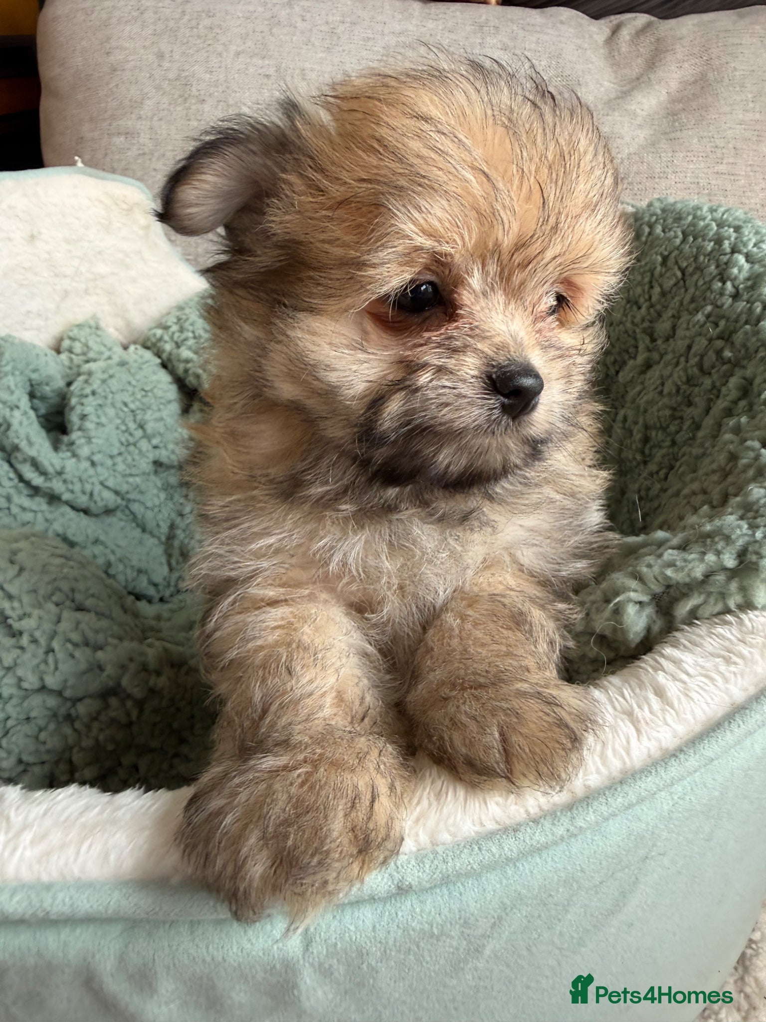 Mixed Breed dogs Rare Shirarian Pomeranian cross health checked  - Advert 2