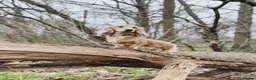 Miniature Dachshund dogs for sale: Shaded Cream Miniature Dachshund in Bishop's Stortford - Advert 5