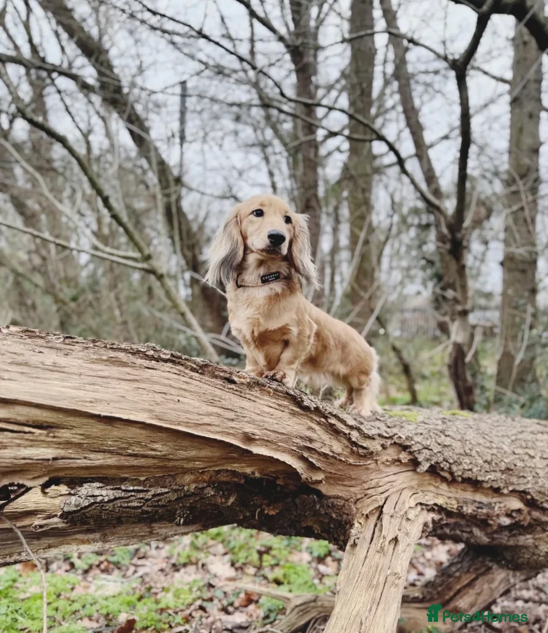 Miniature Dachshund dogs for sale: Shaded Cream Miniature Dachshund in Bishop's Stortford - Advert 5