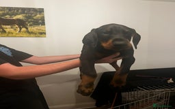 Dobermann dogs for stud: Stud duties only in Bridgend - Image 5