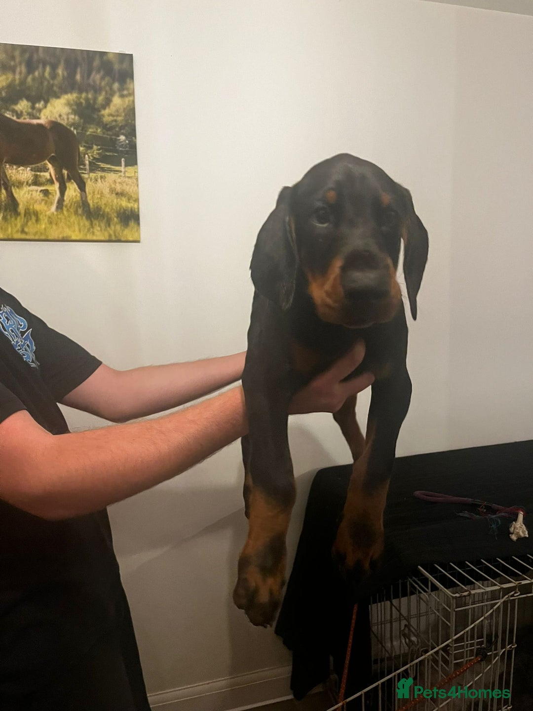 Dobermann dogs for stud: Stud duties only in Bridgend - Image 5