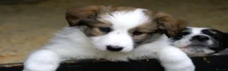 Welsh Collie dogs for sale: Three Welsh collie girls, rough coated - Advert 4