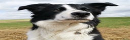 Border Collie dogs for stud: STUD Black and White Border Collie Boy  in Bingley - Advert 9