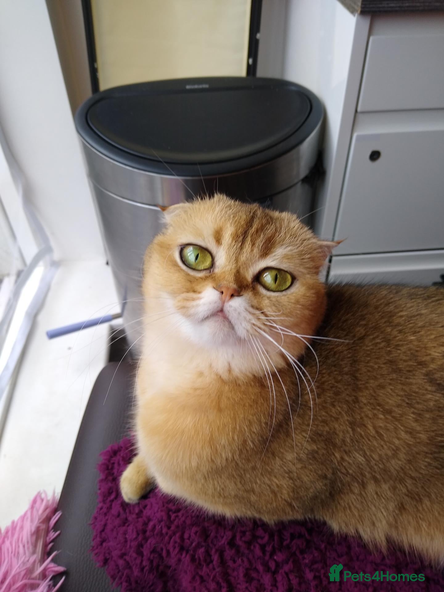 Scottish Fold cats 🐾Gorgeous girl Available – TICA Scottish Fold 🐾 - Advert 2