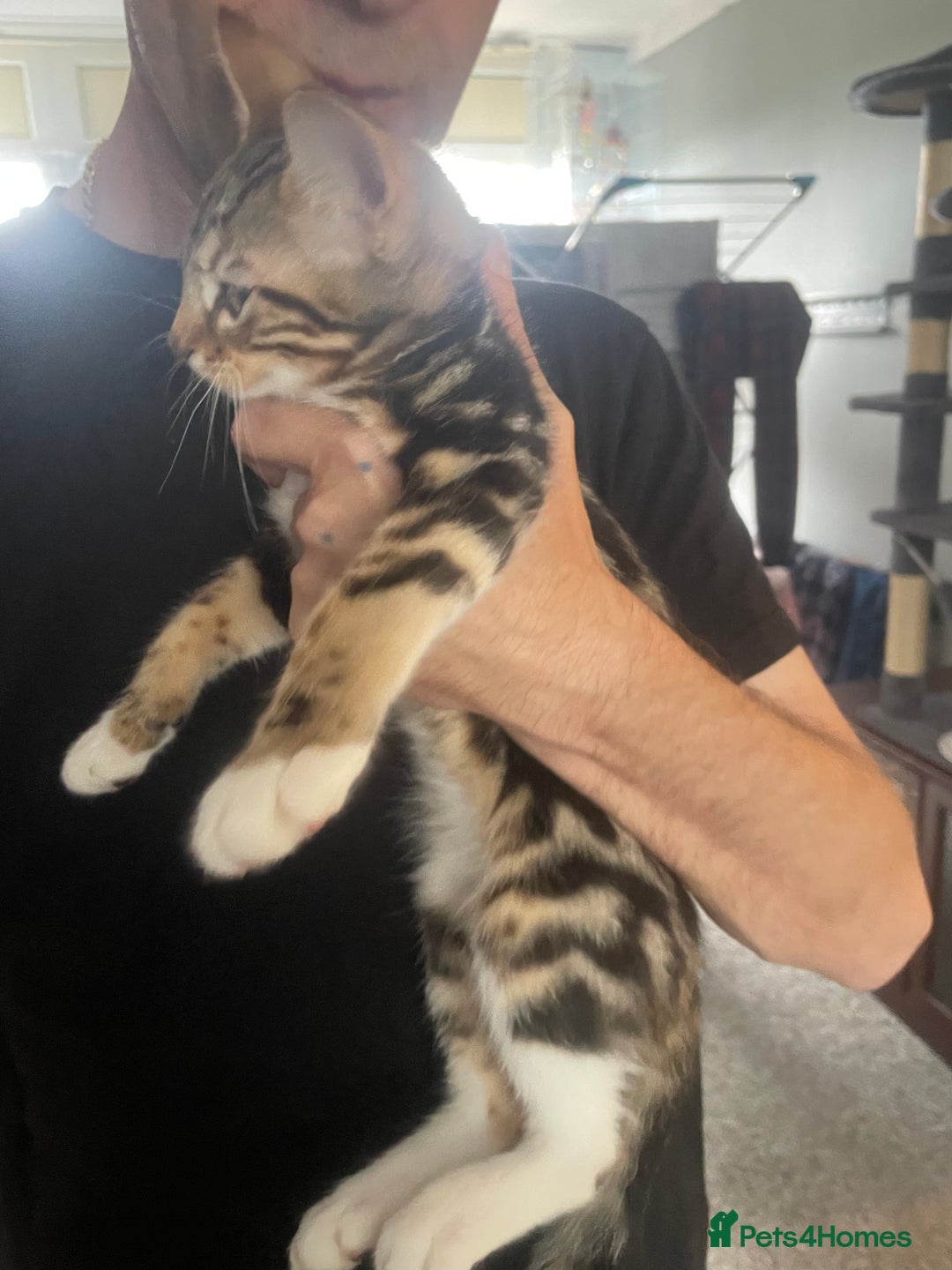Bengal cats for sale: 🌟 Stunning Male Bengal Kittens – 3 Months Old 🌟 - Image 7