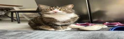 Domestic Shorthair cats for sale: FREE Tabby male cat looking for forever home in Ipswich - Advert 3