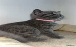 British Shorthair cats for sale: Beautiful BSH Kittens - Ready to leave ASAP - Image 5
