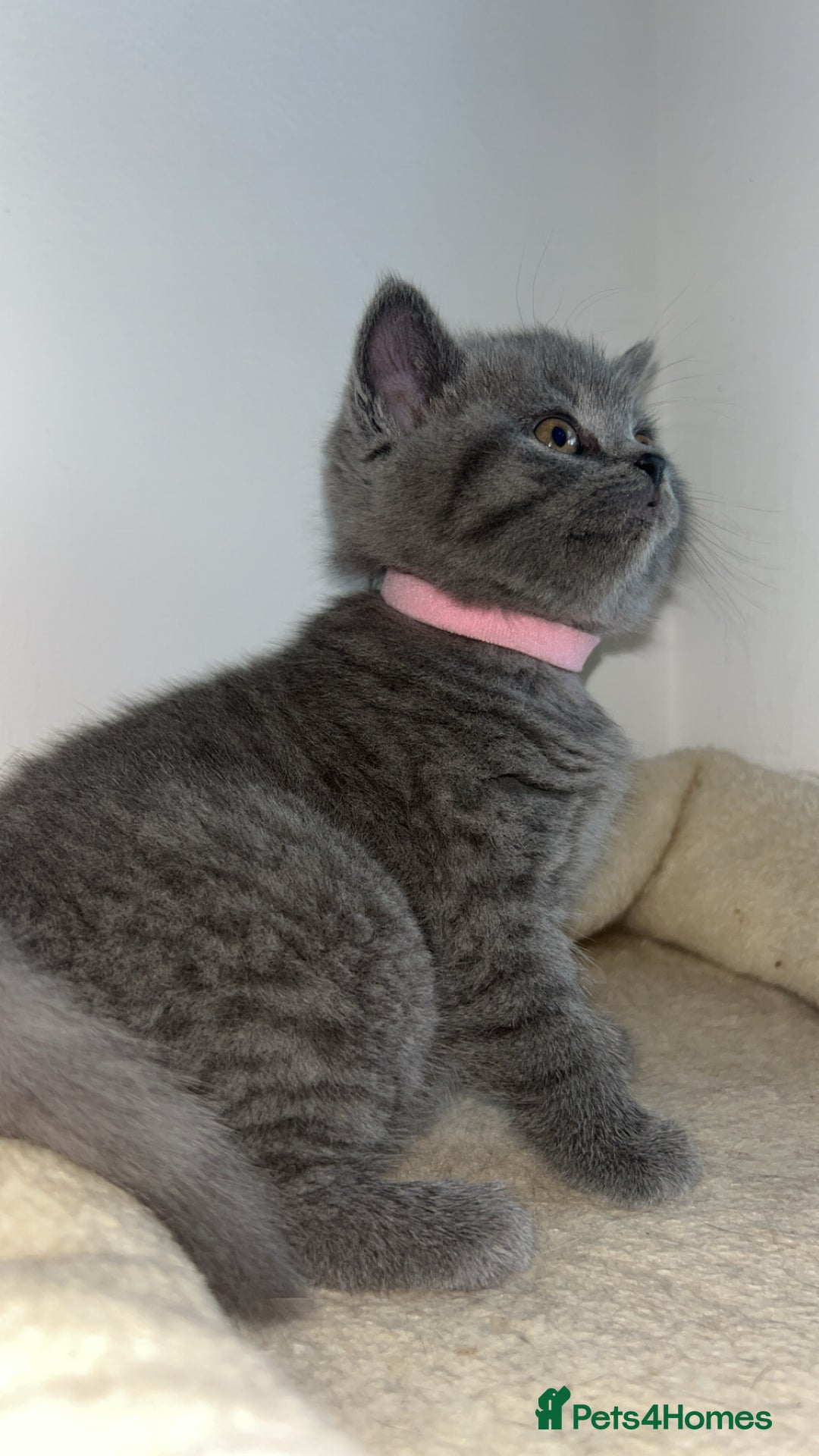 British Shorthair cats for sale: Beautiful BSH Kittens - Ready to leave ASAP - Image 5