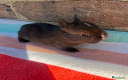 Netherland Dwarf rabbits for sale: Sweet Netherland Dwarf bunnies  - Advert 3