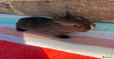 Netherland Dwarf rabbits Sweet Netherland Dwarf bunnies  - Advert 11