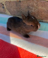 Netherland Dwarf rabbits Sweet Netherland Dwarf bunnies - Advert 3