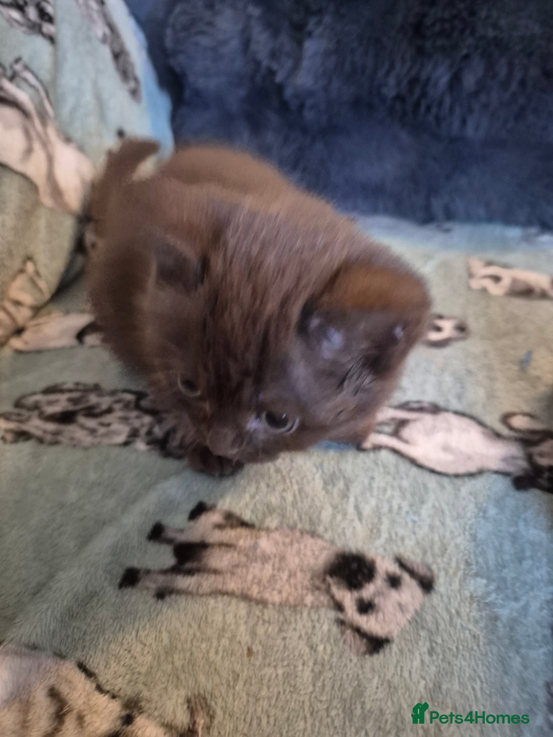 Selkirk Rex cats for sale: Pedigree selkirk rex girls non curly - Advert 26