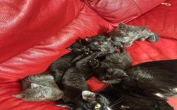 British Shorthair cats for sale: Cute kittens looking for new home. - Image 2