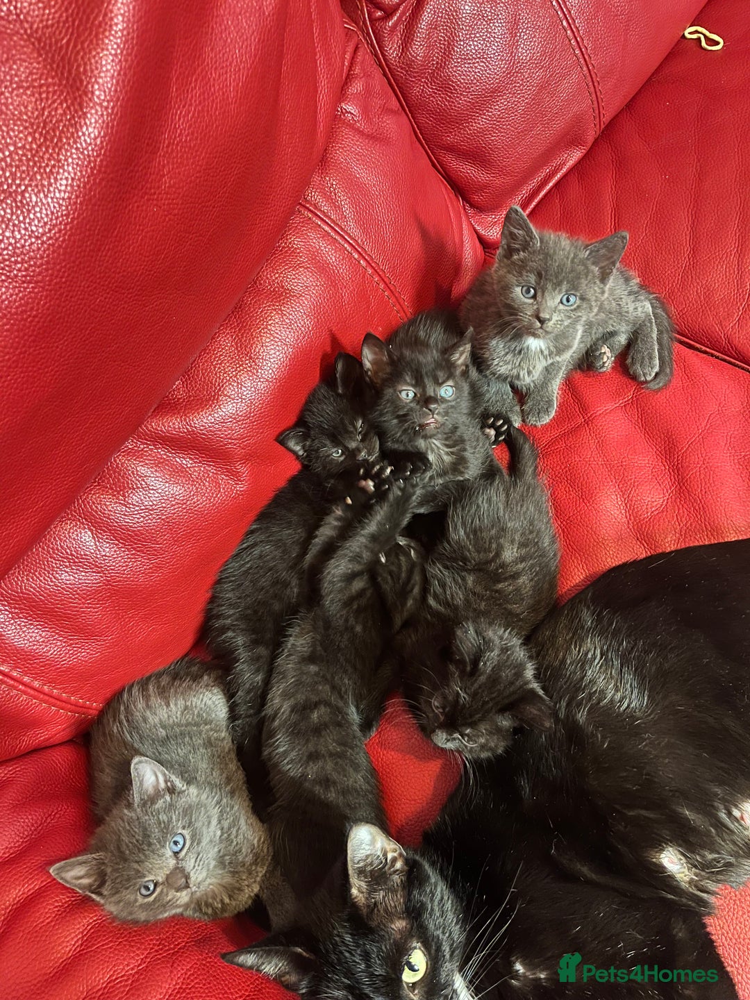 British Shorthair cats for sale: Cute kittens looking for new home. - Image 2