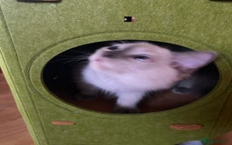 Ragdoll cats for sale: King Jaffreee GCCF active boy kitten - Image 4
