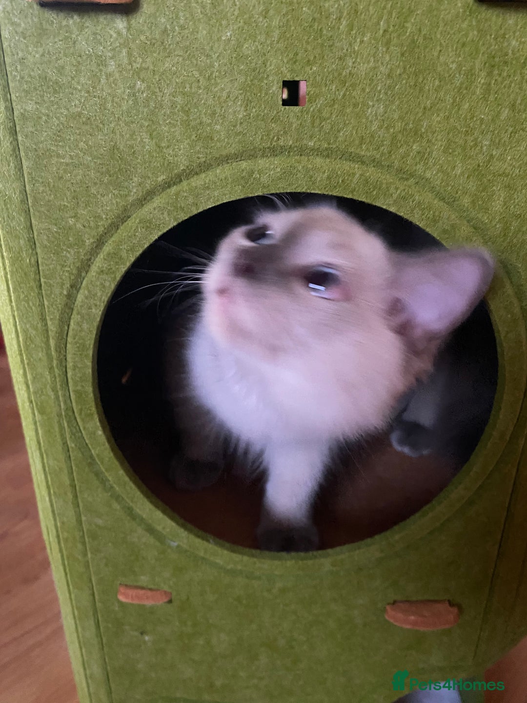 Ragdoll cats for sale: King Jaffreee GCCF active boy kitten - Image 4