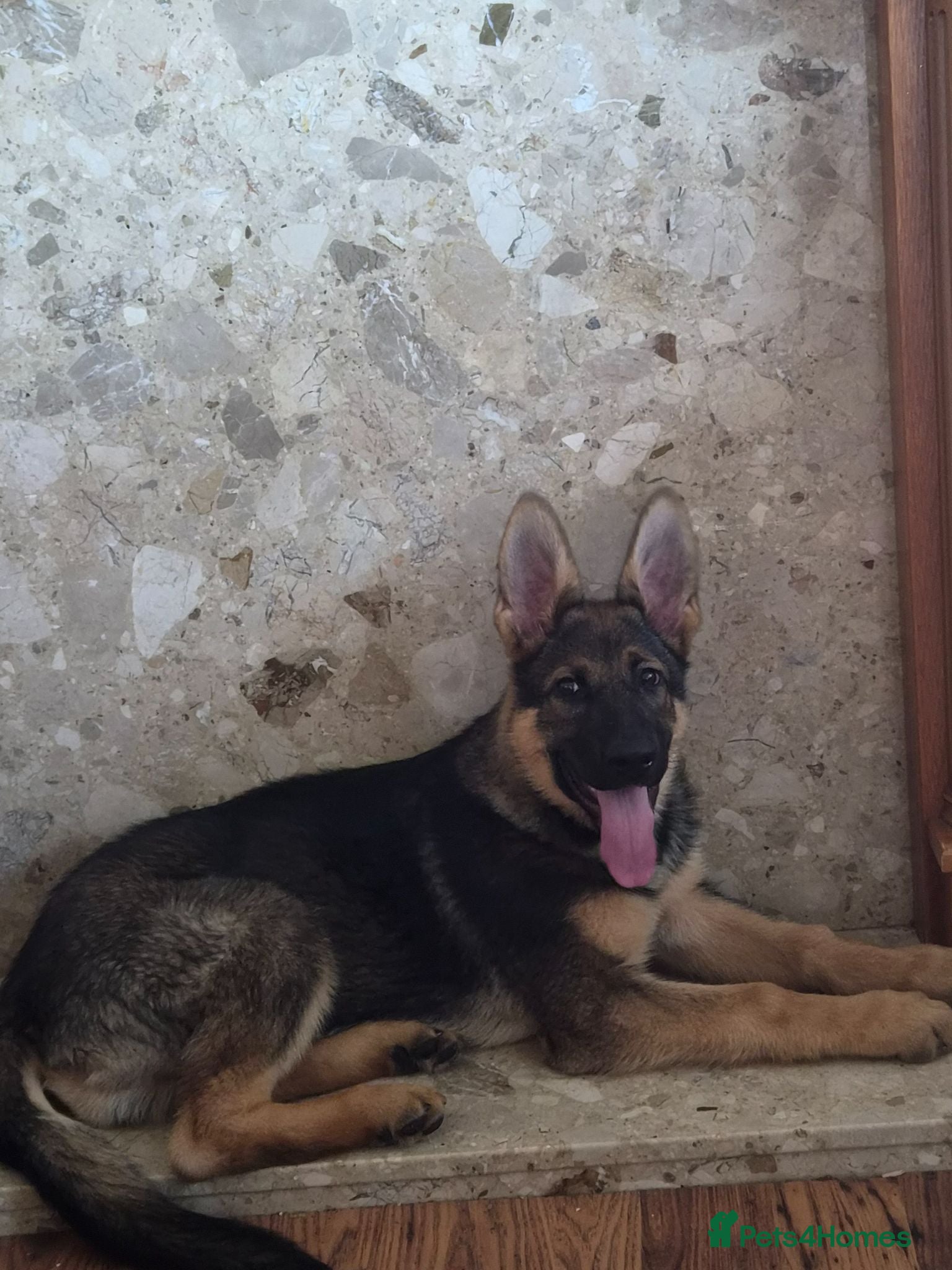 German Shepherd dogs German shepherd puppy - Advert 2