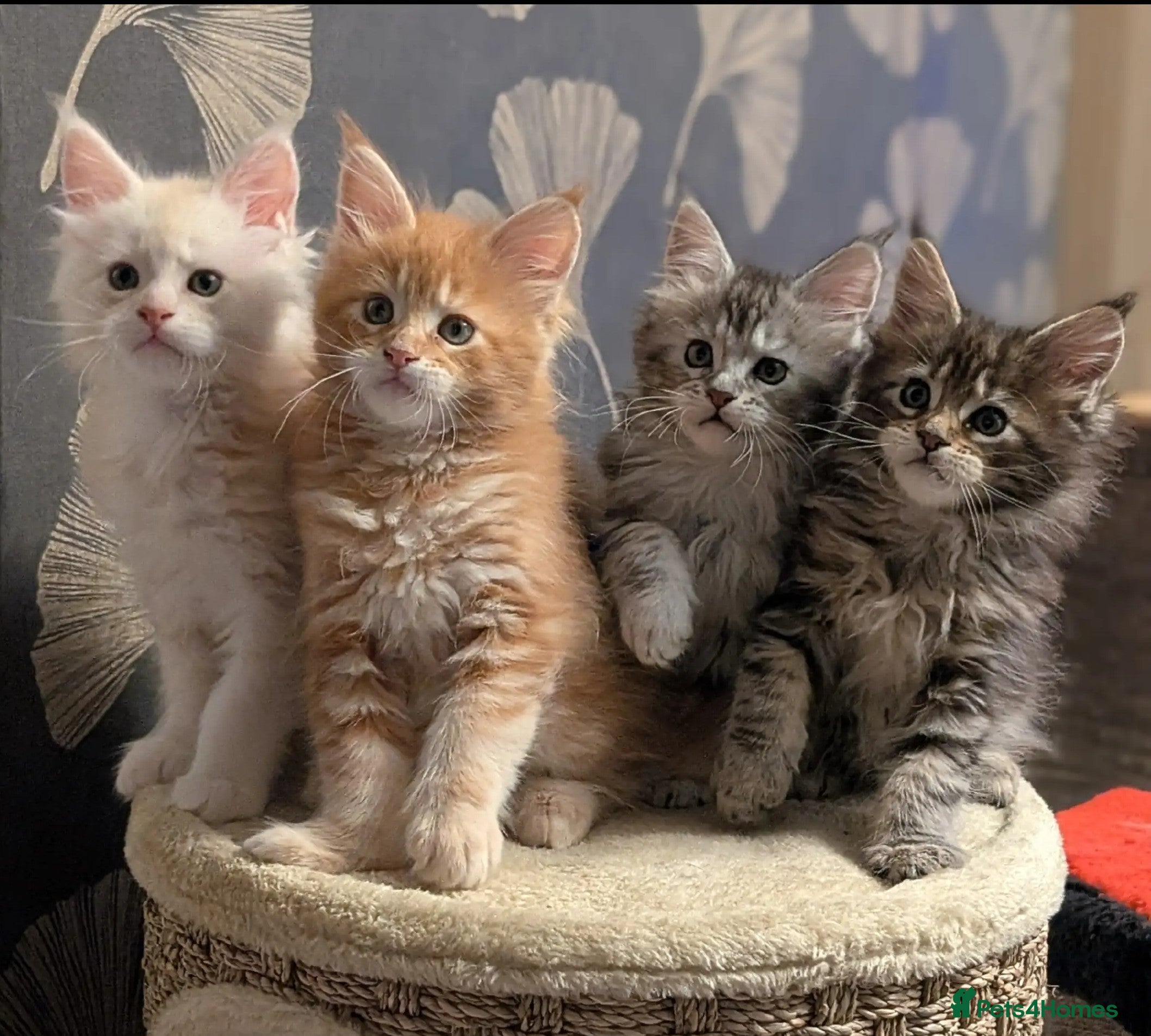 Maine Coon cats Pedigree, Tica registered kittens - Advert 5