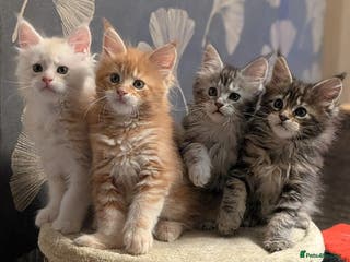 Maine Coon cats Pedigree, Tica registered kittens - Advert 11