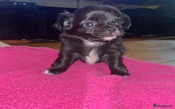 Chihuahua dogs for sale: 2 girl chihuahuas  - Image 2
