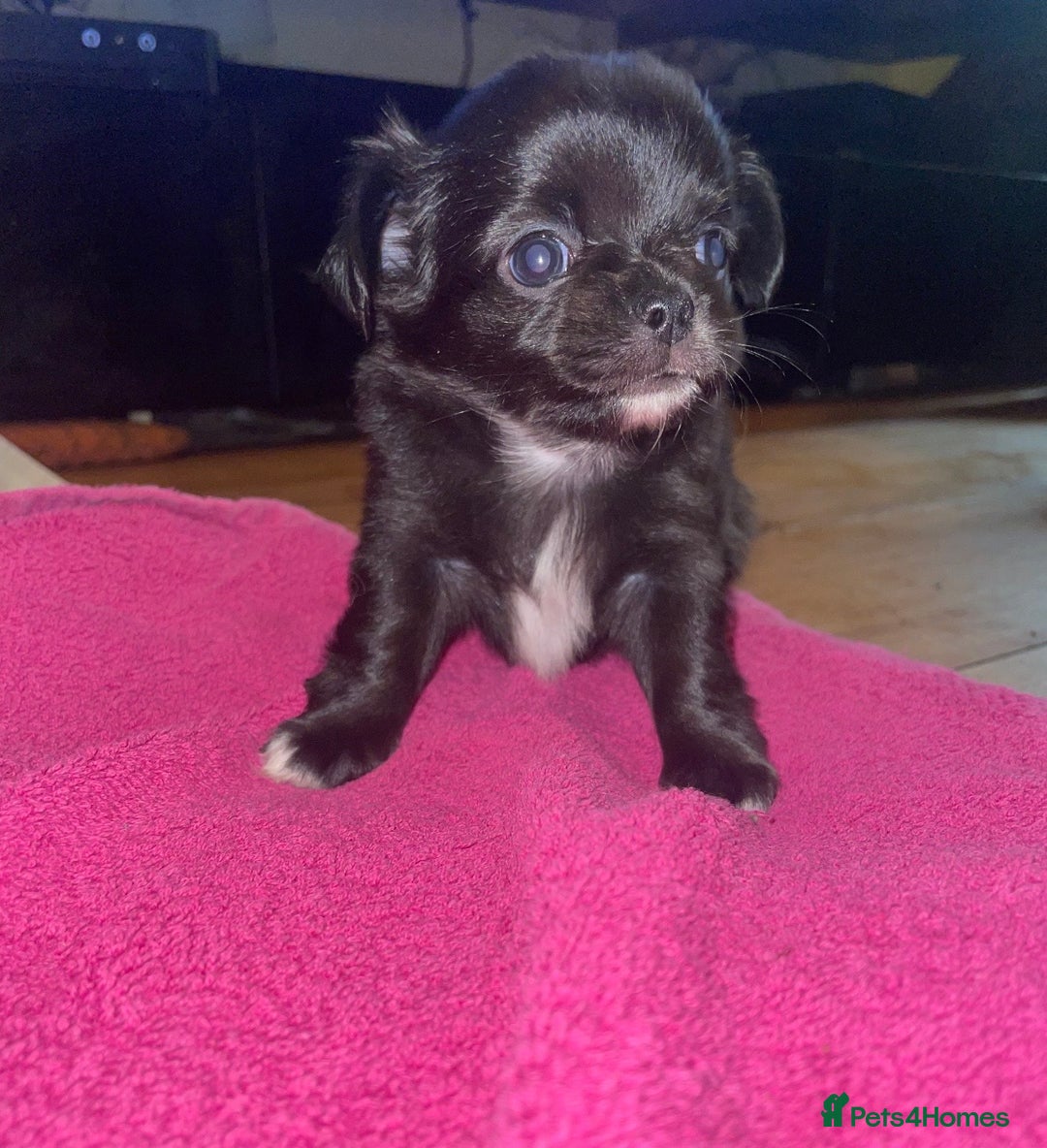 Chihuahua dogs for sale: 2 girl chihuahuas  - Image 2